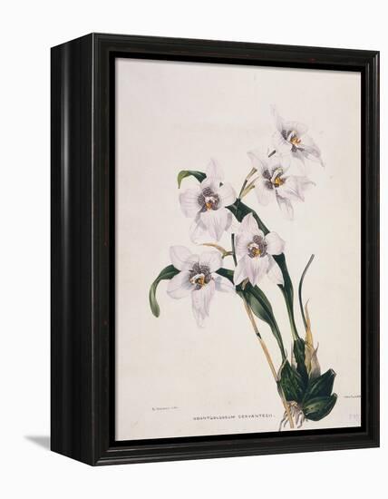 Botanical Watercolour: Orchid, Odontoglossum Cervantesii-Samuel Holden-Framed Premier Image Canvas