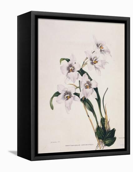 Botanical Watercolour: Orchid, Odontoglossum Cervantesii-Samuel Holden-Framed Premier Image Canvas