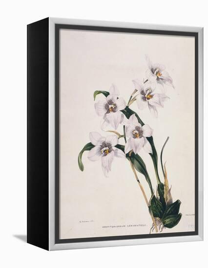 Botanical Watercolour: Orchid, Odontoglossum Cervantesii-Samuel Holden-Framed Premier Image Canvas