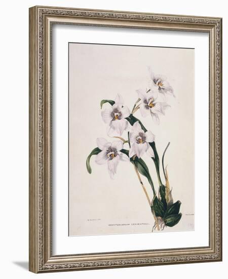 Botanical Watercolour: Orchid, Odontoglossum Cervantesii-Samuel Holden-Framed Giclee Print