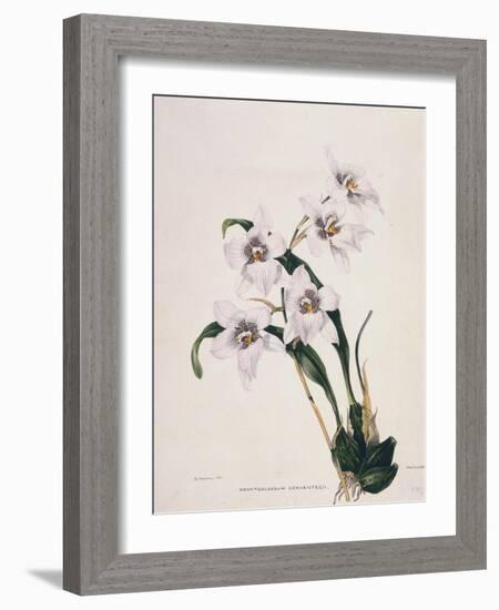 Botanical Watercolour: Orchid, Odontoglossum Cervantesii-Samuel Holden-Framed Giclee Print