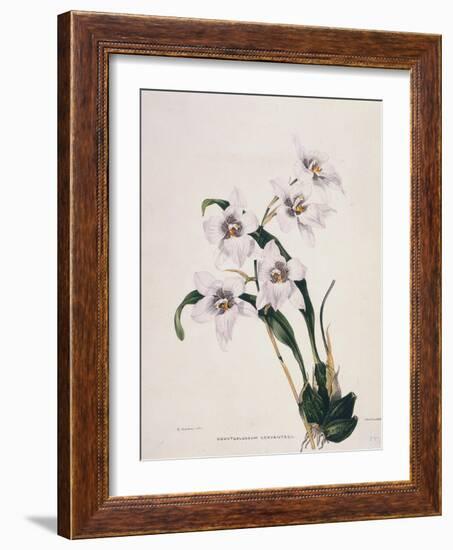 Botanical Watercolour: Orchid, Odontoglossum Cervantesii-Samuel Holden-Framed Giclee Print