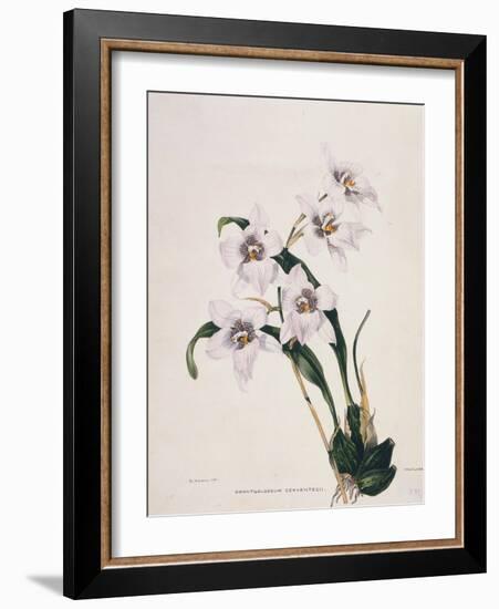 Botanical Watercolour: Orchid, Odontoglossum Cervantesii-Samuel Holden-Framed Giclee Print