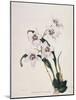 Botanical Watercolour: Orchid, Odontoglossum Cervantesii-Samuel Holden-Mounted Giclee Print