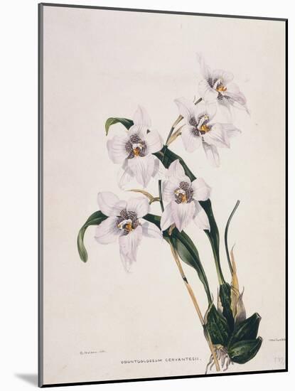 Botanical Watercolour: Orchid, Odontoglossum Cervantesii-Samuel Holden-Mounted Giclee Print