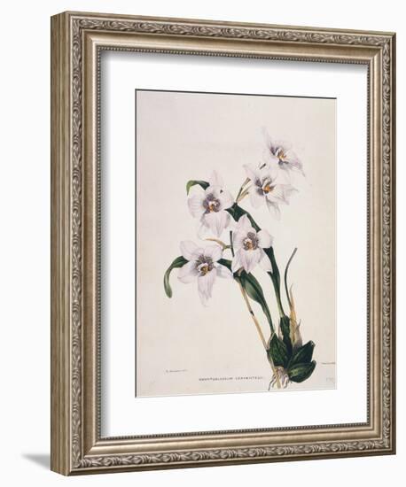 Botanical Watercolour: Orchid, Odontoglossum Cervantesii-Samuel Holden-Framed Giclee Print