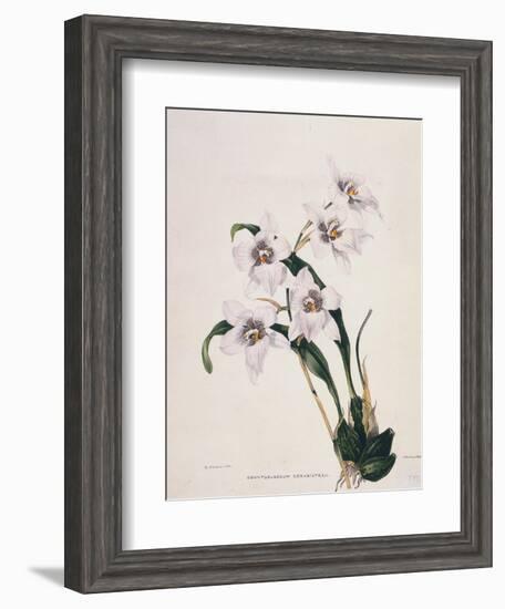 Botanical Watercolour: Orchid, Odontoglossum Cervantesii-Samuel Holden-Framed Giclee Print