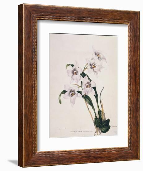 Botanical Watercolour: Orchid, Odontoglossum Cervantesii-Samuel Holden-Framed Giclee Print