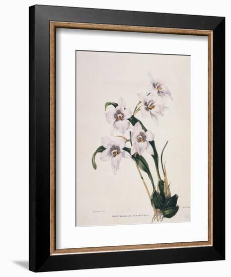 Botanical Watercolour: Orchid, Odontoglossum Cervantesii-Samuel Holden-Framed Giclee Print