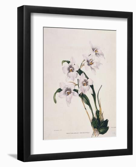 Botanical Watercolour: Orchid, Odontoglossum Cervantesii-Samuel Holden-Framed Giclee Print