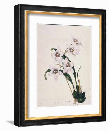 Botanical Watercolour: Orchid, Odontoglossum Cervantesii-Samuel Holden-Framed Giclee Print