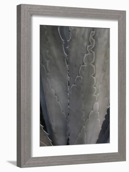 Botanicals Focus - Flourish-Tony Koukos-Framed Giclee Print