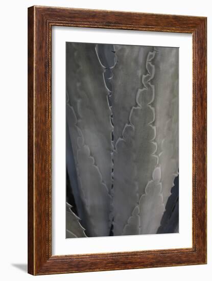 Botanicals Focus - Flourish-Tony Koukos-Framed Giclee Print