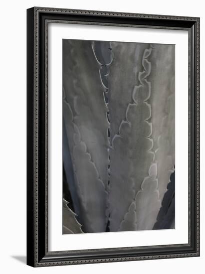 Botanicals Focus - Flourish-Tony Koukos-Framed Giclee Print