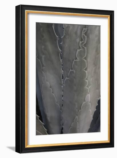 Botanicals Focus - Flourish-Tony Koukos-Framed Giclee Print