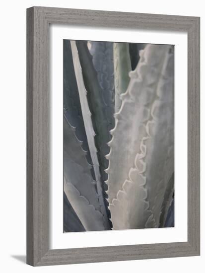 Botanicals Focus - Grow-Tony Koukos-Framed Giclee Print