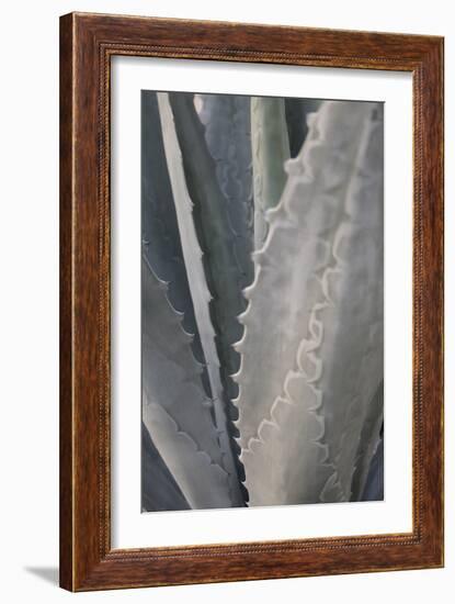 Botanicals Focus - Grow-Tony Koukos-Framed Giclee Print