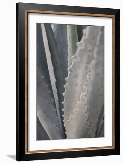 Botanicals Focus - Grow-Tony Koukos-Framed Giclee Print