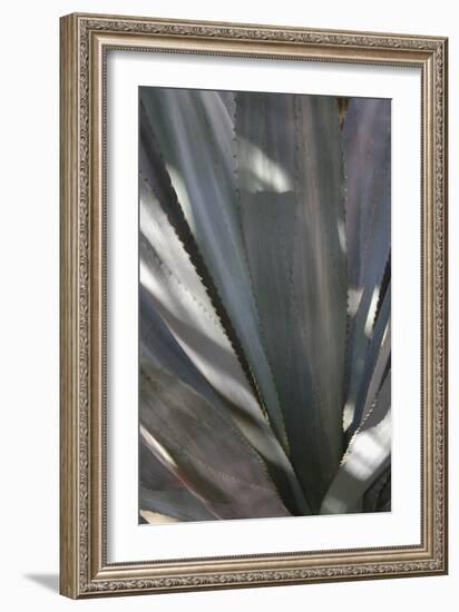 Botanicals Focus - Rise-Tony Koukos-Framed Giclee Print
