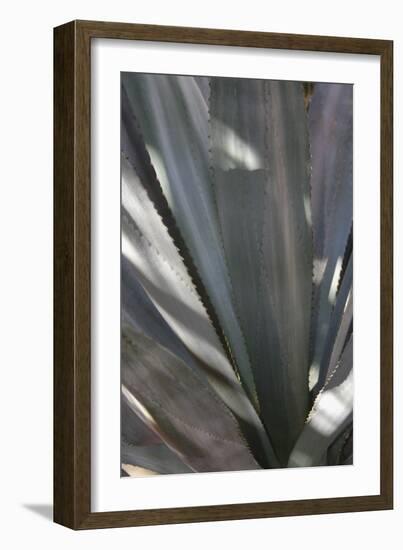 Botanicals Focus - Rise-Tony Koukos-Framed Giclee Print