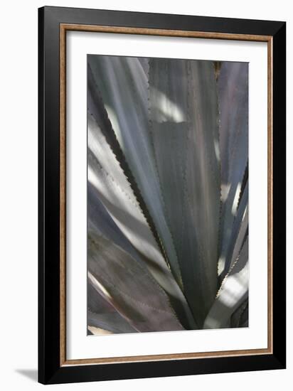 Botanicals Focus - Rise-Tony Koukos-Framed Giclee Print