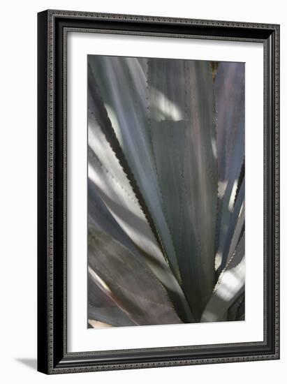 Botanicals Focus - Rise-Tony Koukos-Framed Giclee Print