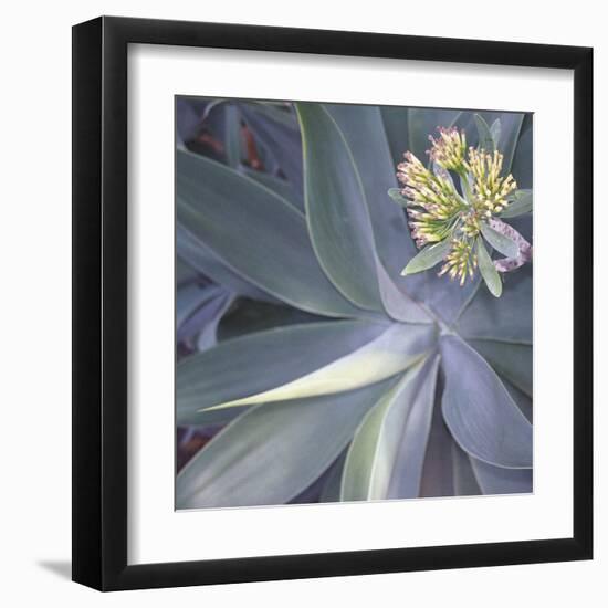 Botanicals Focus - Shine-Tony Koukos-Framed Giclee Print