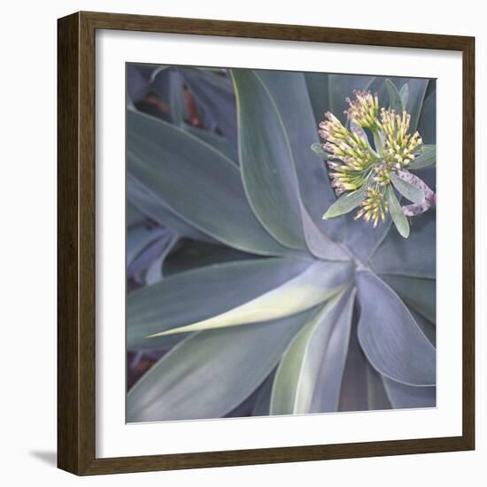 Botanicals Focus - Shine-Tony Koukos-Framed Giclee Print