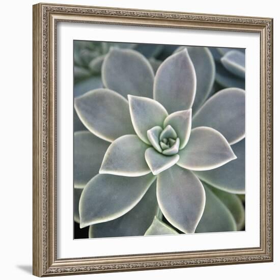 Botanicals Focus - Thrive-Tony Koukos-Framed Giclee Print