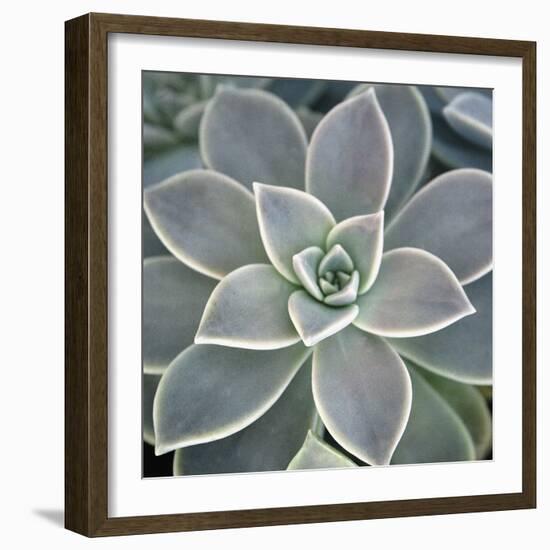 Botanicals Focus - Thrive-Tony Koukos-Framed Giclee Print