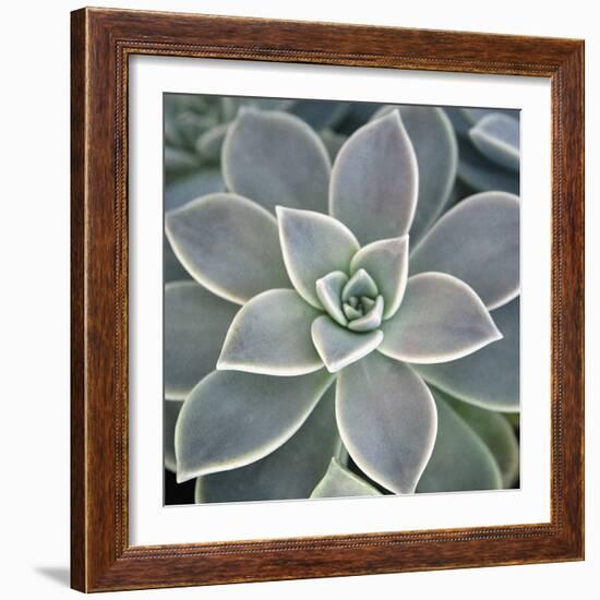 Botanicals Focus - Thrive-Tony Koukos-Framed Giclee Print