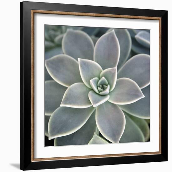 Botanicals Focus - Thrive-Tony Koukos-Framed Giclee Print