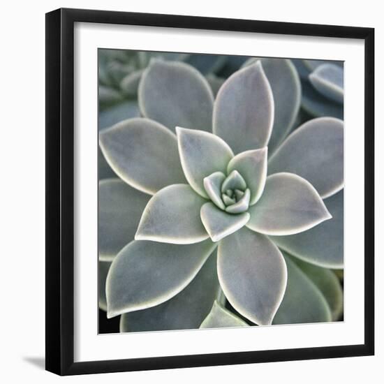 Botanicals Focus - Thrive-Tony Koukos-Framed Giclee Print