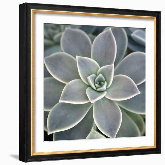 Botanicals Focus - Thrive-Tony Koukos-Framed Giclee Print