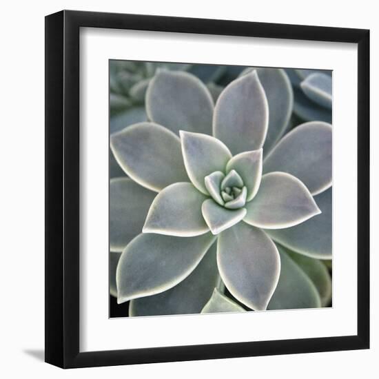 Botanicals Focus - Thrive-Tony Koukos-Framed Giclee Print