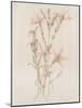 Botanicals I-Rikki Drotar-Mounted Giclee Print