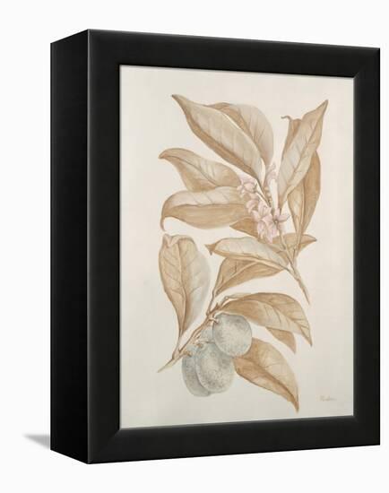 Botanicals III-Rikki Drotar-Framed Premier Image Canvas