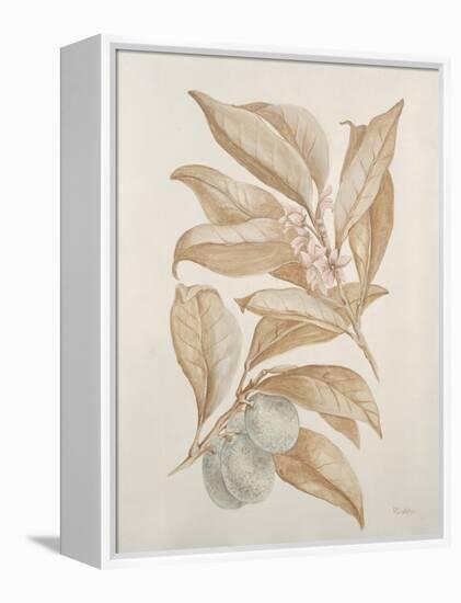 Botanicals III-Rikki Drotar-Framed Premier Image Canvas