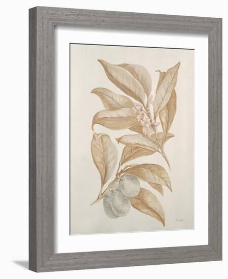 Botanicals III-Rikki Drotar-Framed Giclee Print