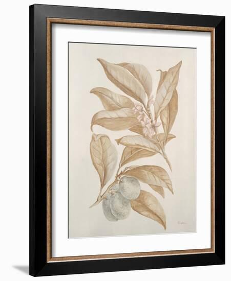 Botanicals III-Rikki Drotar-Framed Giclee Print