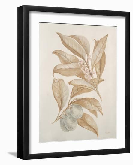 Botanicals III-Rikki Drotar-Framed Giclee Print