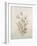 Botanicals IX-Rikki Drotar-Framed Giclee Print