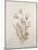 Botanicals IX-Rikki Drotar-Mounted Giclee Print