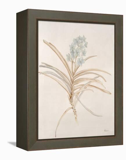 Botanicals Series Blue II-Rikki Drotar-Framed Premier Image Canvas