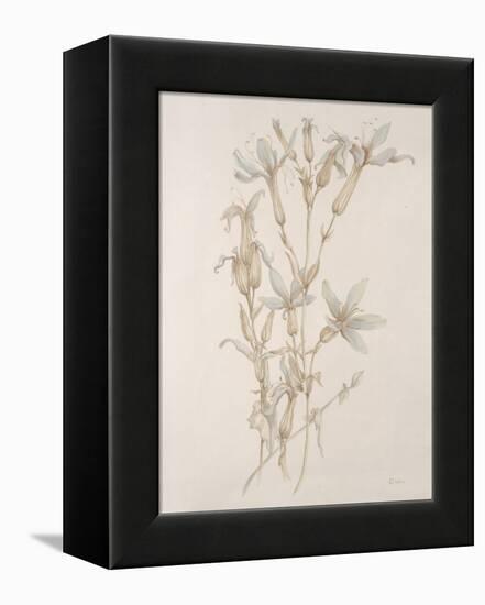 Botanicals Series Blue V-Rikki Drotar-Framed Premier Image Canvas