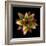 Botanicals Still Life of Flower-Trigger Image-Framed Photographic Print