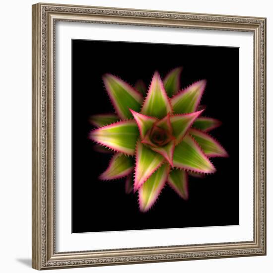 Botanicals Still Life of Flower-Trigger Image-Framed Photographic Print