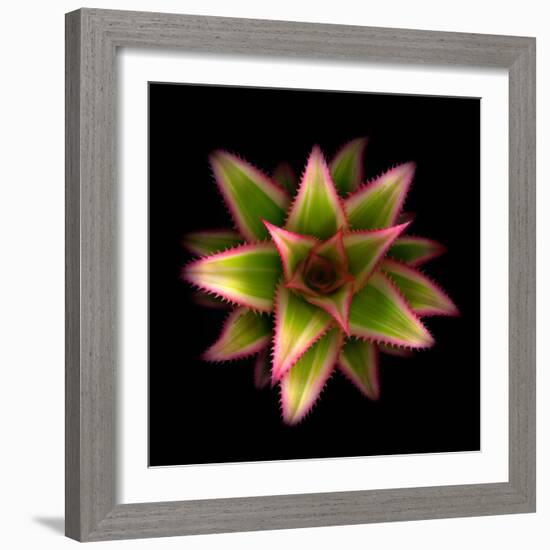 Botanicals Still Life of Flower-Trigger Image-Framed Photographic Print