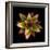 Botanicals Still Life of Flower-Trigger Image-Framed Photographic Print