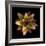 Botanicals Still Life of Flower-Trigger Image-Framed Photographic Print